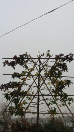 Amberboom Als Leiboom (Liquidambar Styraciflua) 17 Amberboom Als Leiboom (Liquidambar Styraciflua) -Green Roots Exporteren Winkel 20120214133547 7