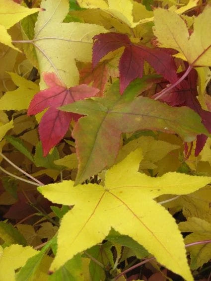 Amberboom Als Leiboom (Liquidambar Styraciflua) 7 Amberboom Als Leiboom (Liquidambar Styraciflua) - Afbeelding 7