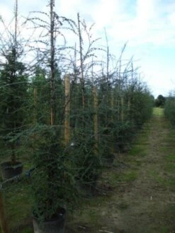 Schijnbeuk (Nothofagus Antarctica) 9 Schijnbeuk (Nothofagus Antarctica) -Green Roots Exporteren Winkel 20120214134552 10