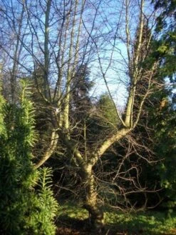 Schijnbeuk (Nothofagus Antarctica) 8 Schijnbeuk (Nothofagus Antarctica) -Green Roots Exporteren Winkel 20120214134607 10