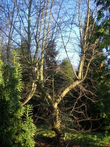 Schijnbeuk (Nothofagus Antarctica) 4 Schijnbeuk (Nothofagus Antarctica) - Afbeelding 4