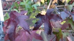 Amberboom Als Leivorm (Liquidambar Styraciflua 'Worplesdon') -Green Roots Exporteren Winkel 20120214135312 2