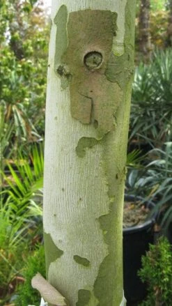 Bolplataan (Platanus 'Alphen's Globe') -Green Roots Exporteren Winkel 20120214140558 8