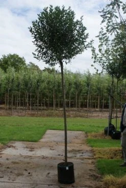 Bolprunus (Prunus Eminens 'Umbraculifera') -Green Roots Exporteren Winkel 20120214143257 16