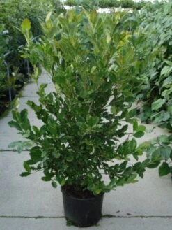 Stermagnolia (Magnolia Stellata) -Green Roots Exporteren Winkel 20120214143817 13 3