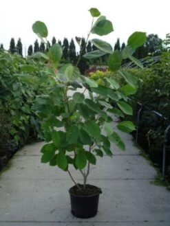 Beverboom (Magnolia Sieboldii) -Green Roots Exporteren Winkel 20120214144004 8