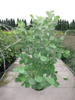 Beverboom (Magnolia Sieboldii) -Green Roots Exporteren Winkel 20120214144026 8