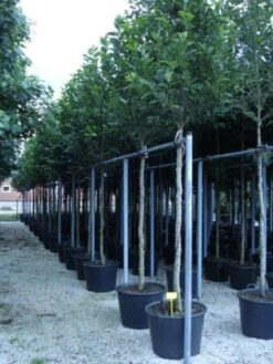 Beverboom (Magnolia Kobus) 15 Beverboom (Magnolia Kobus) -Green Roots Exporteren Winkel 20120214144339 19 1