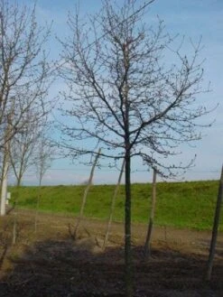 Beverboom (Magnolia Kobus) -Green Roots Exporteren Winkel 20120214144416 19