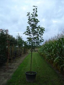 Beverboom (Magnolia 'Yellow River') -Green Roots Exporteren Winkel 20120214144525 2 1