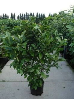 Beverboom, Struik (Magnolia Susan) -Green Roots Exporteren Winkel 20120214144559 10 2