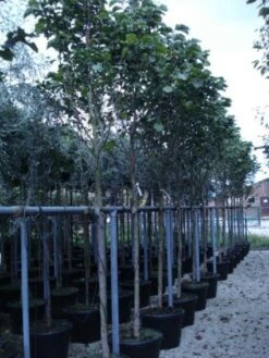 Beverboom (Magnolia 'Galaxy') -Green Roots Exporteren Winkel 20120214144656 7 2