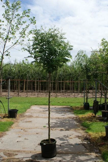 Bolacacia (Robinia Pseudoacacia 'Umbraculifera') 5 Bolacacia (Robinia Pseudoacacia 'Umbraculifera') - Afbeelding 5