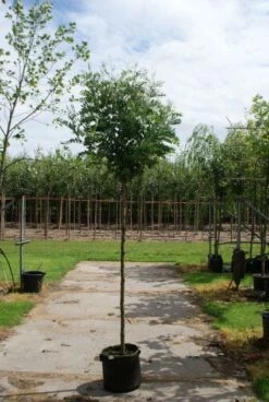 Bolacacia (Robinia Pseudoacacia 'Umbraculifera') -Green Roots Exporteren Winkel 20120214153924 24