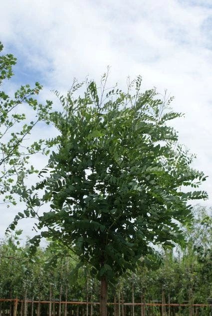 Bolacacia (Robinia Pseudoacacia 'Umbraculifera') 4 Bolacacia (Robinia Pseudoacacia 'Umbraculifera') - Afbeelding 4