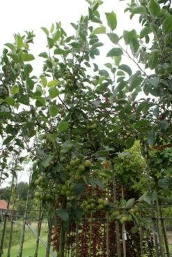Sierappel (Malus 'Golden Hornet') -Green Roots Exporteren Winkel 20120214155108 12