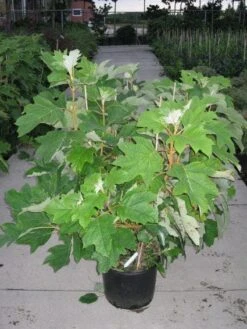 Eikenbladhortensia (Hydrangea Quercifolia) -Green Roots Exporteren Winkel 20120215133849 6