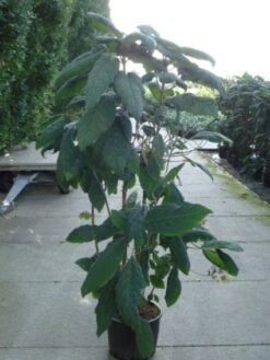 Fluweelhortensia (Hydrangea Aspera 'Macrophylla') -Green Roots Exporteren Winkel 20120215134833 6