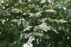 Zilverbonte Vederesdoorn (Acer Negundo 'Variegatum')