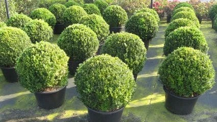 Buxusbol (Buxus Sempervirens, Bolvorm) 1 Buxusbol (Buxus Sempervirens, Bolvorm)