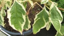 Reuzenkornoelje (Cornus Controversa 'Variegata') -Green Roots Exporteren Winkel 20120215164859 7