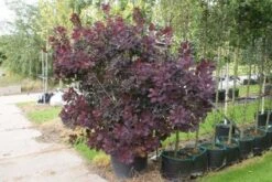 Pruikenboom Als Struik (Cotinus Coggygria 'Royal Purple') 11 Pruikenboom Als Struik (Cotinus Coggygria 'Royal Purple') -Green Roots Exporteren Winkel 20120216092431 15