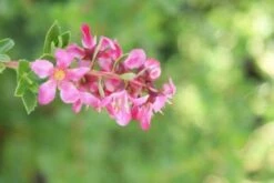 Escallonia (Escallonia 'Red Dream') -Green Roots Exporteren Winkel 20120216094209 3