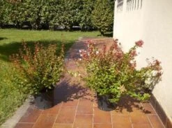 Abelia (Abelia Grandiflora) 15 Abelia (Abelia Grandiflora) -Green Roots Exporteren Winkel 20120216112539 9