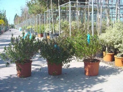 Abelia (Abelia Grandiflora) 6 Abelia (Abelia Grandiflora) - Afbeelding 6