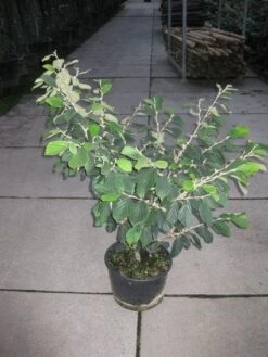 Toverhazelaar (Hamamelis Intermedia 'Arnold Promise') 14 Toverhazelaar (Hamamelis Intermedia 'Arnold Promise') -Green Roots Exporteren Winkel 20120217133021 6