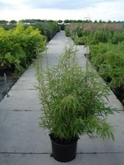 Niet Woekerende Bamboe (Fargesia Robusta) -Green Roots Exporteren Winkel 20120217133816 5