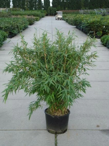 Niet Woekerende Bamboe (Fargesia 'Great Wall') 1 Niet Woekerende Bamboe (Fargesia 'Great Wall')