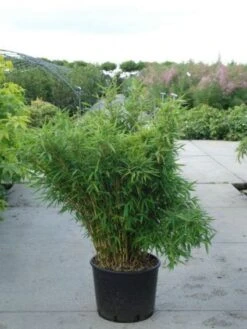 Niet Woekerende Bamboe (Fargesia Murieliae 'Bimbo') -Green Roots Exporteren Winkel 20120217134101 4