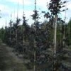 Rode Beukenboom (Fagus Sylvatica 'Purpurea Latifolia')