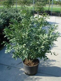 Kardinaalshoed (Euonymus Alatus 'Compactus') -Green Roots Exporteren Winkel 20120217135206 12