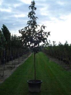 Zakdoekjesboom (Davidia Involucrata) -Green Roots Exporteren Winkel 20120217140527 5