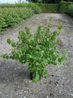 Kornoelje (Cornus Sanguinea 'Midwinter Fire') -Green Roots Exporteren Winkel 20120218101717 4