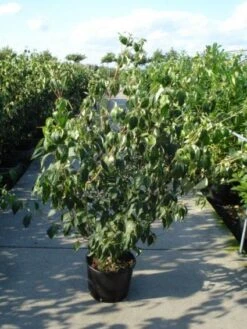 Japanse Kornoelje (Cornus Kousa) 10 Japanse Kornoelje (Cornus Kousa) -Green Roots Exporteren Winkel 20120218102230 60 12