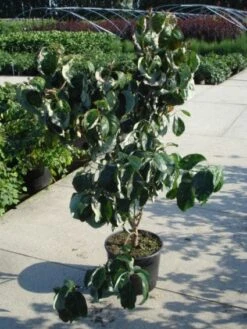 Amerikaanse Kornoelje (Cornus Florida 'Rubra') -Green Roots Exporteren Winkel 20120218102305 7