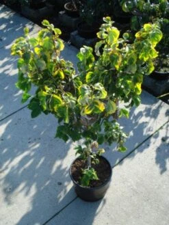 Kornoelje Op Stam (Cornus Florida 'Rainbow') -Green Roots Exporteren Winkel 20120218102340 1