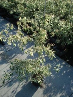 Reuzenkornoelje (Cornus Controversa 'Variegata') -Green Roots Exporteren Winkel 20120218102419 7