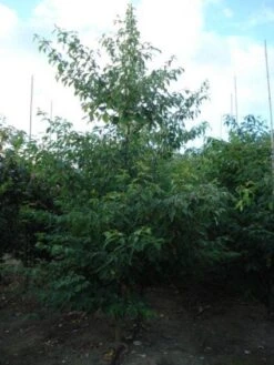 Reuzenkornoelje (Cornus Controversa 'Variegata') -Green Roots Exporteren Winkel 20120218102727 11