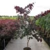 Judasboom Als Struik (Cercis Canadensis 'Forest Pansy')