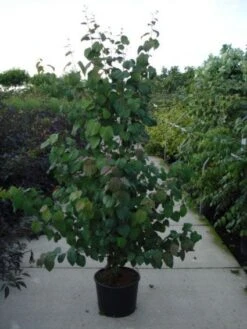 Katsoera Als Struik (Cercidiphyllum Japonicum) -Green Roots Exporteren Winkel 20120218104650 35 7