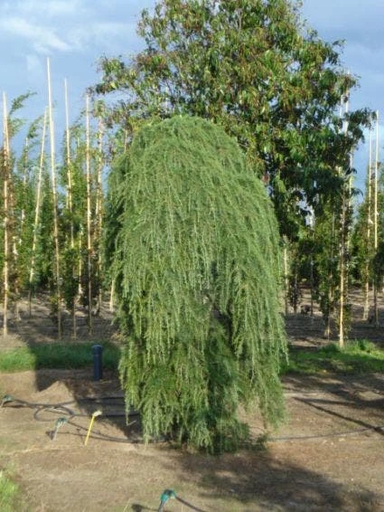 Treurceder (Cedrus Deodara 'Pendula') 3 Treurceder (Cedrus Deodara 'Pendula') - Afbeelding 3