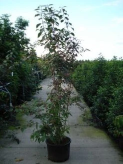 Schoonvrucht (Callicarpa Bodinieri 'Profusion') -Green Roots Exporteren Winkel 20120218105422 30 6