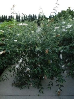 Vlinderstruik (Buddleja Davidii 'White Profusion') -Green Roots Exporteren Winkel 20120218105604 3