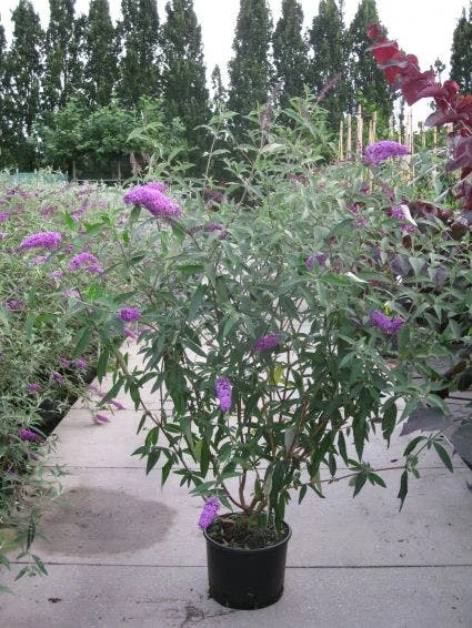 Vlinderstruik (Buddleja Davidii 'Pink Delight') 9 Vlinderstruik (Buddleja Davidii 'Pink Delight') - Afbeelding 9
