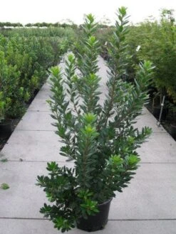 Aardbeiboom Als Struik (Arbutus Unedo) -Green Roots Exporteren Winkel 20120218111141 7