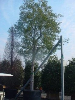 Mimosa Als Boom (Acacia Dealbata) -Green Roots Exporteren Winkel 20120219161040 6 1